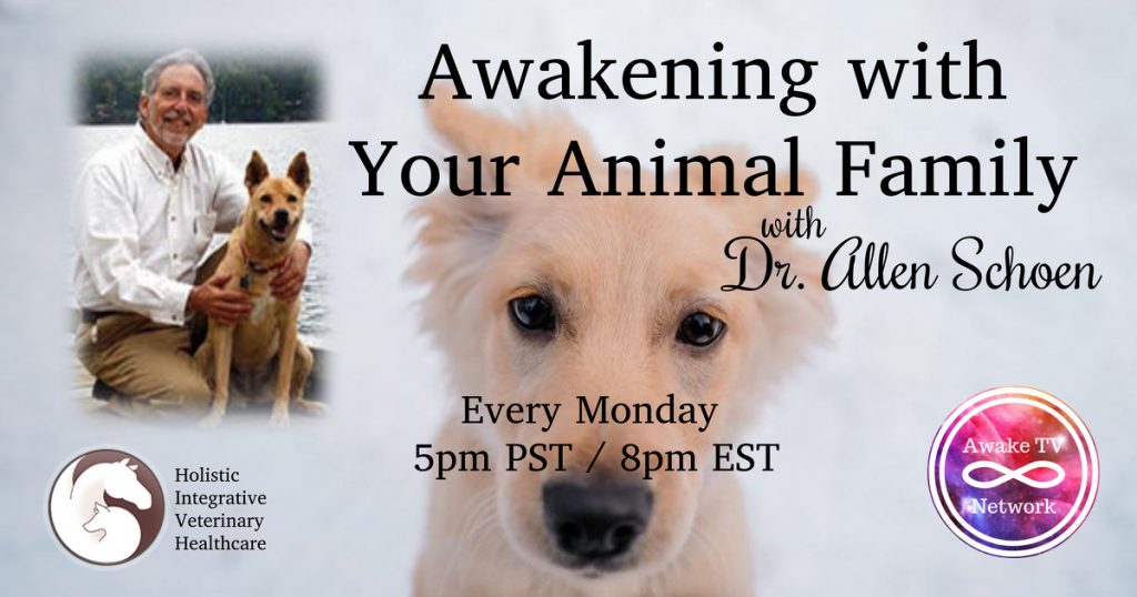 dmg for dogs with seizures dmg for dogs with seizures